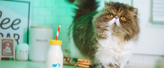 Can Cats Drink Oat Milk - Everything you need to know - Cat Crack Catnip