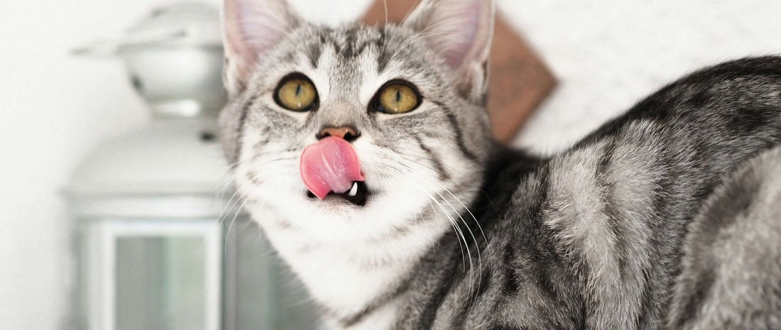 Can Cats Eat Chicken - Cat Crack Catnip
