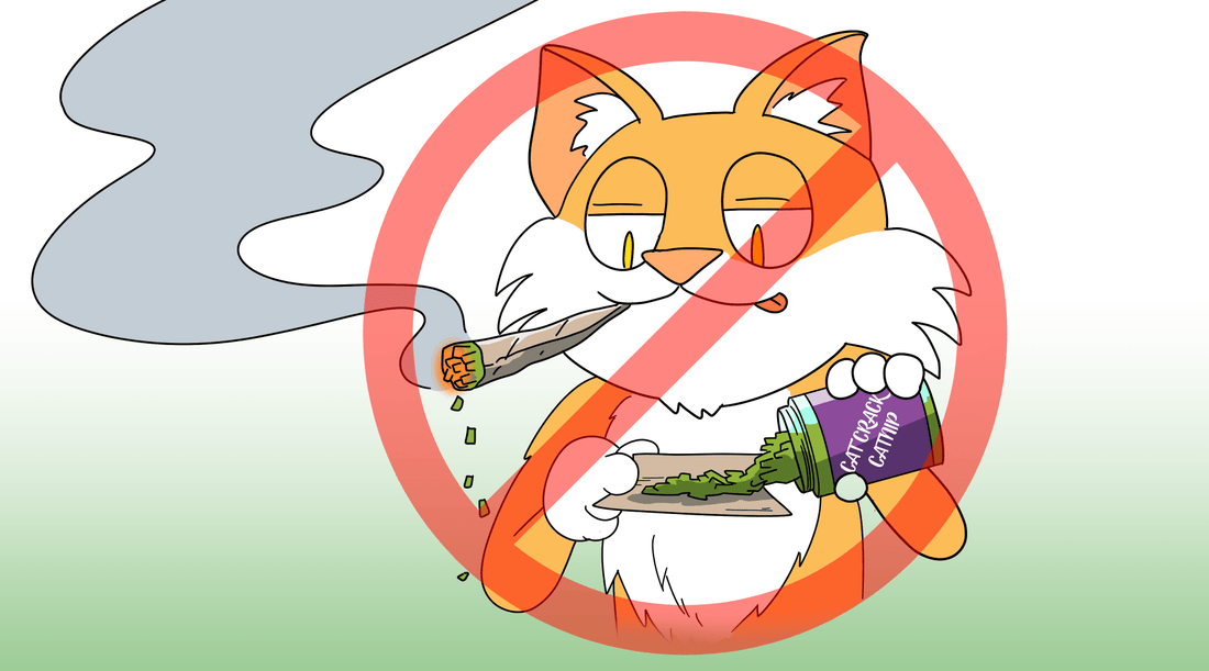 Can You Smoke Catnip? No! But Here's What You CAN Do - Cat Crack Catnip