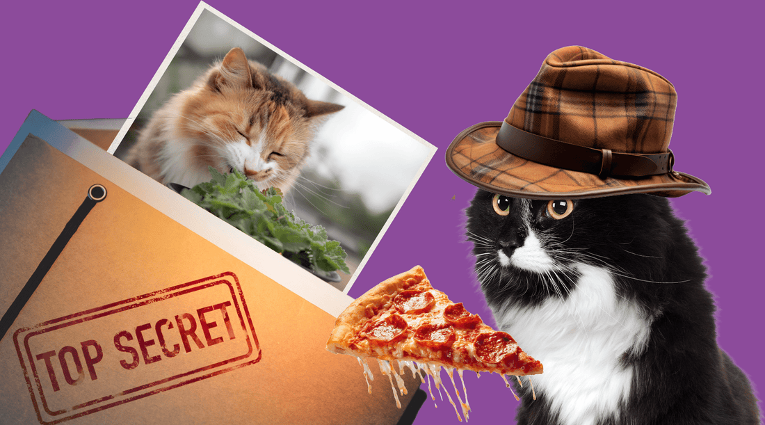 Does Catnip Make Cats High? - An Undercover Mission for the Truth - Cat Crack Catnip