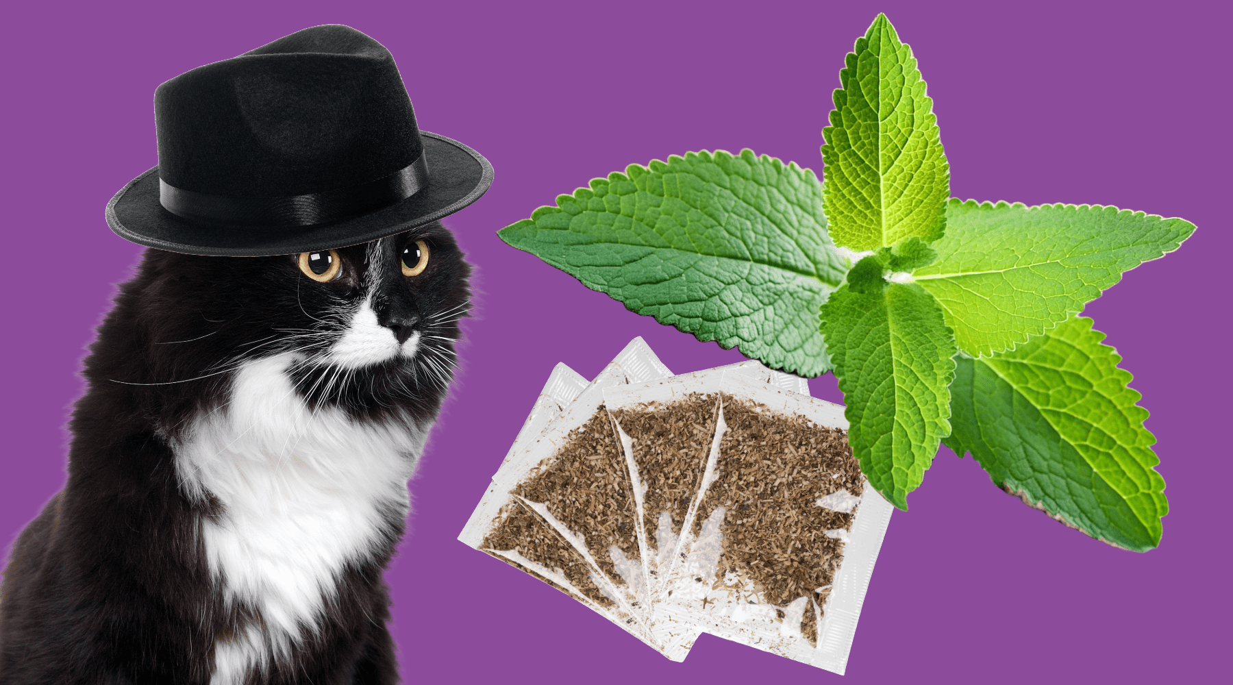 Catnip Corner Cat Crack Catnip catnip-corner-cat-crack-catnip