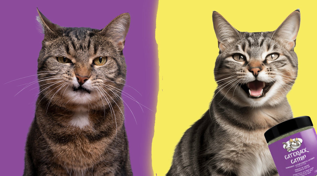 How Does Catnip Work? A Whisker City Investigation - Cat Crack Catnip