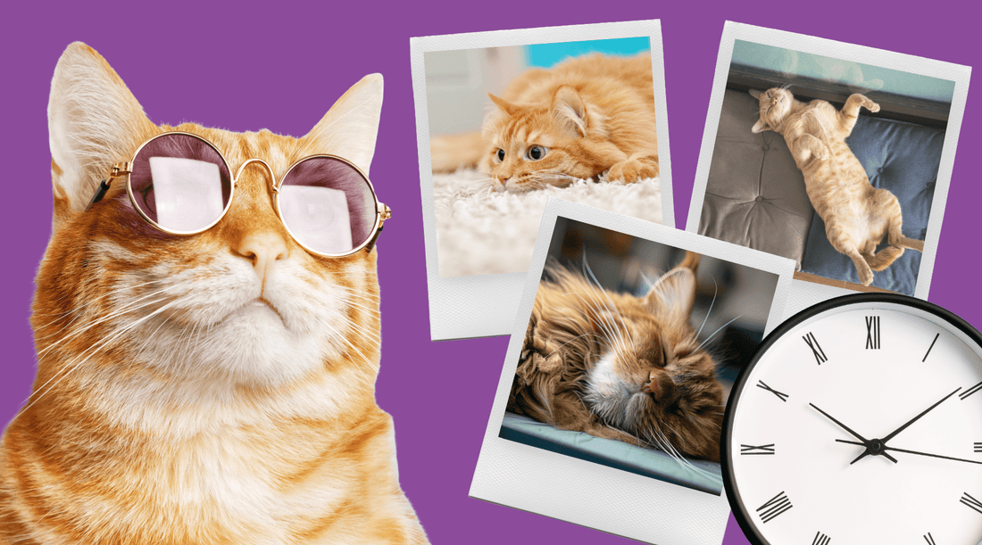 How Long Does Catnip Last? Tales From a New User - Cat Crack Catnip