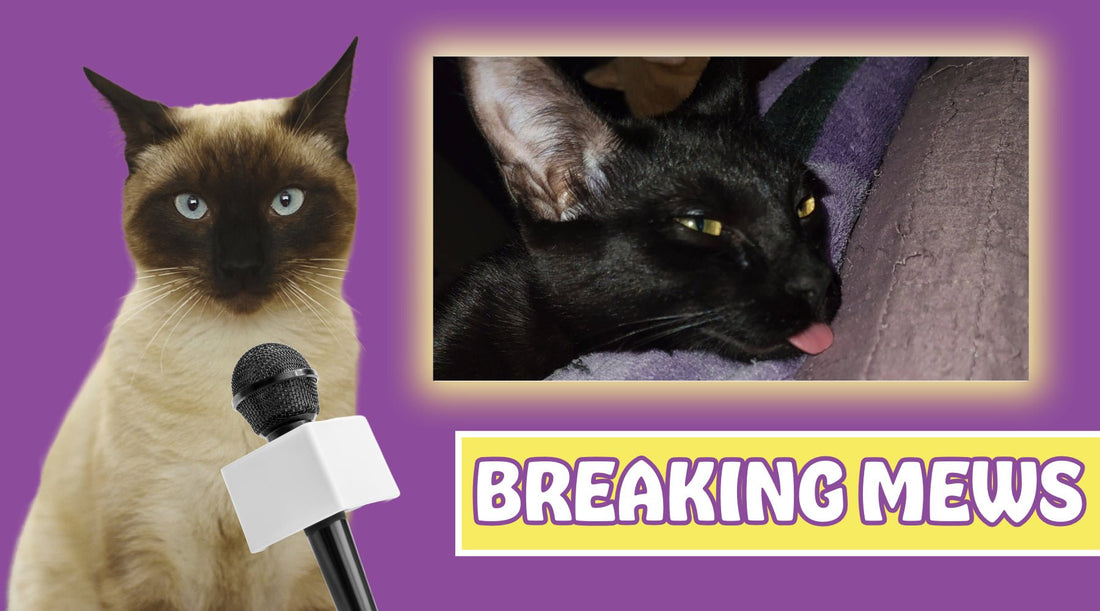 Is Catnip a Drug for Cats? - A Channel 4 Exclusive - Cat Crack Catnip