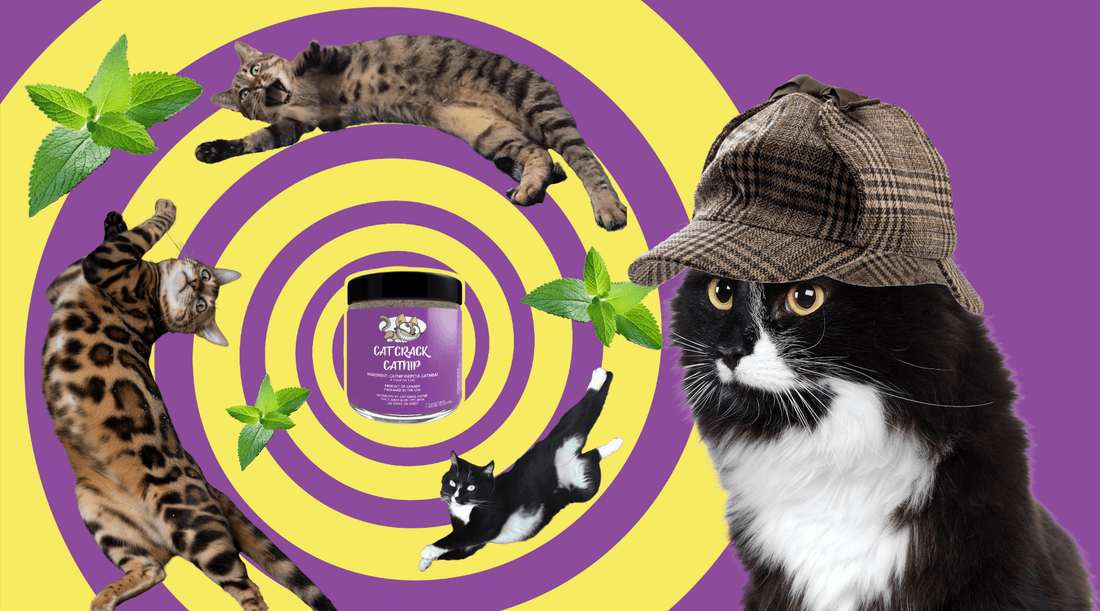 Is Catnip Addictive? - Detective Fuzzywinkles Goes Mythbusting - Cat Crack Catnip