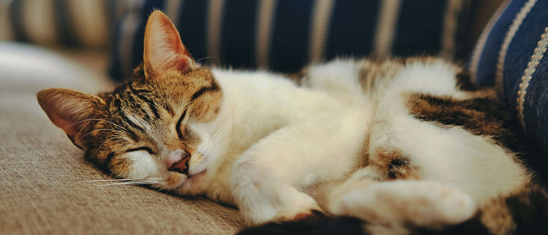 Natural Calming Remedies for Cats - Cat Crack Catnip