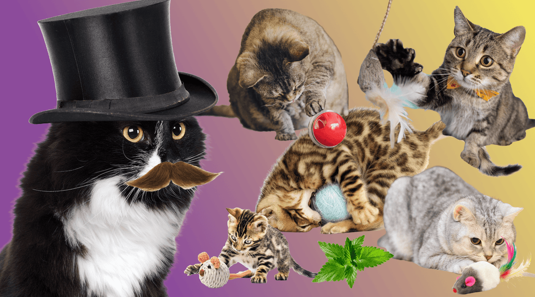 Toys for Cats - Fuzzywinkles Gets Into a New Business Venture - Cat Crack Catnip