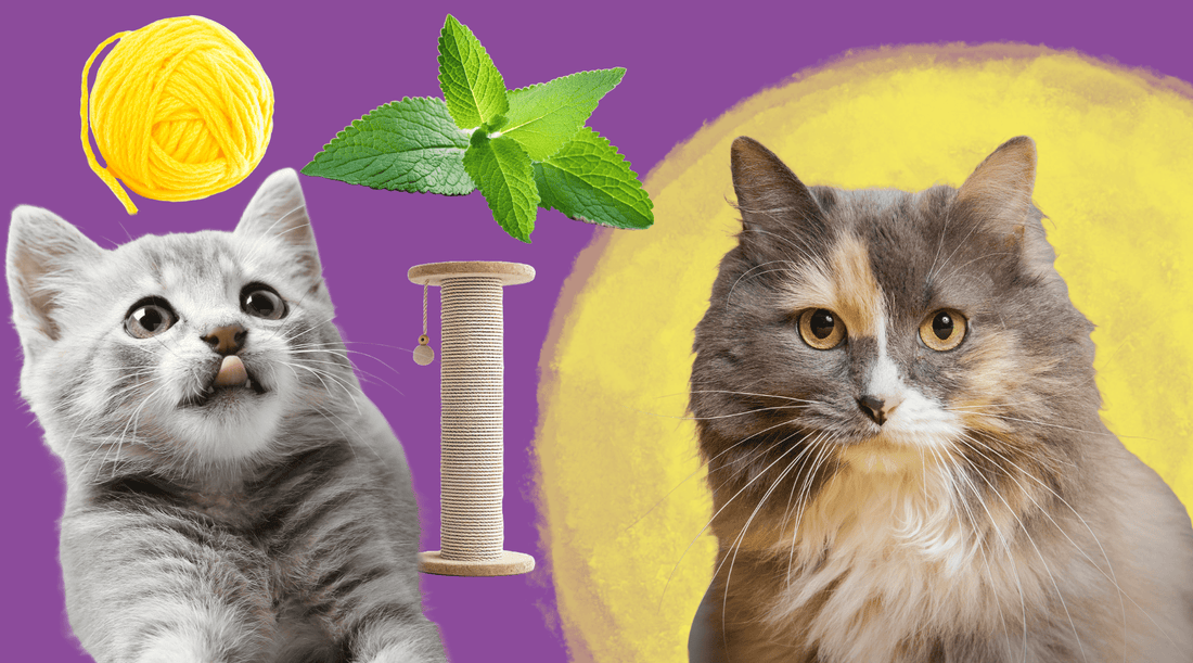 When Can Cats Have Catnip? - Dr. Scratch Makes a Bold Escape - Cat Crack Catnip