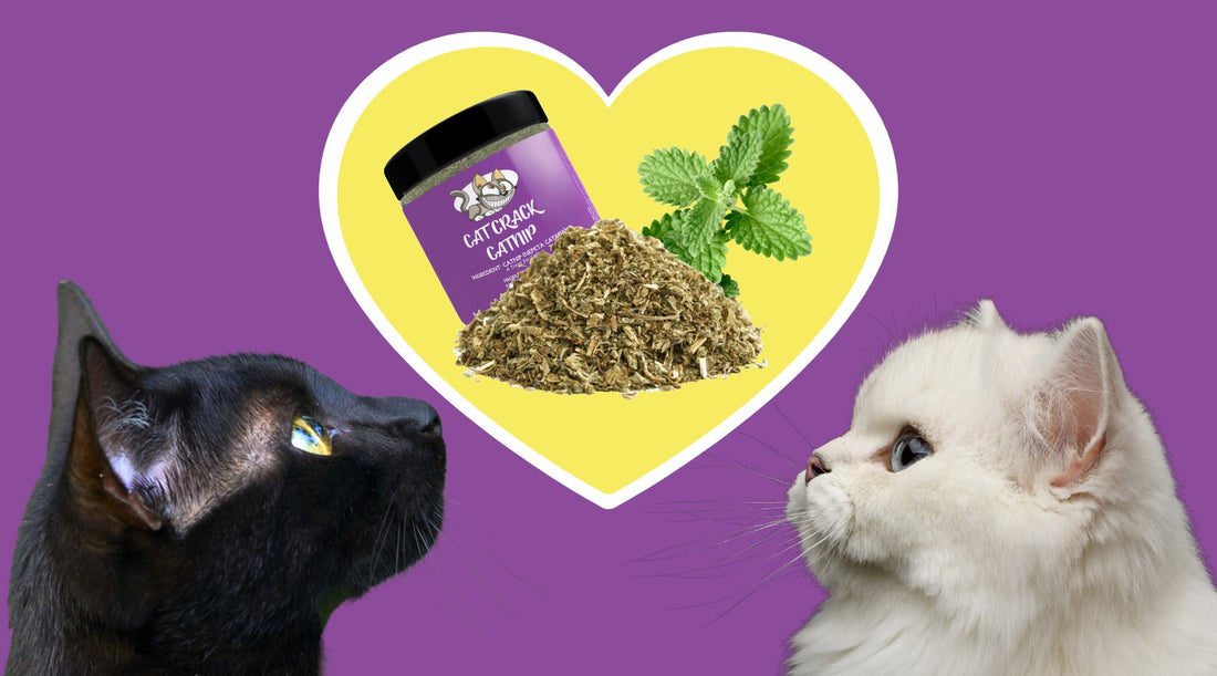 Why Do Cats Love Catnip? A Tale of a Tail - Cat Crack Catnip