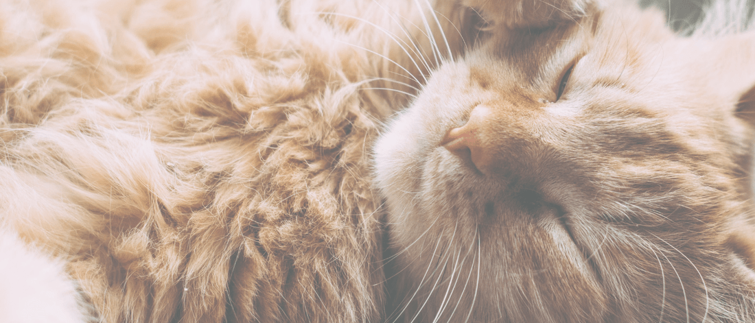 Why do cats roll in catnip - Cat Crack Catnip