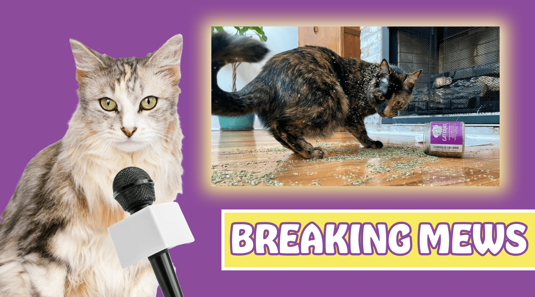 Why Do Cats Roll in Catnip? Channel 4 Investigates – Cat Crack Catnip