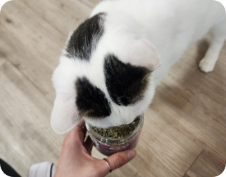 Cat Sniffing Cat Crack
